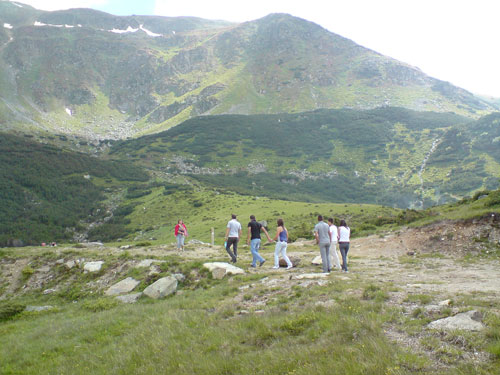 Foto rododenron inlorit Muntii Rodnei